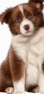 Cute brown and white puppy with blue eyes, perfect for mobile wallpaper.