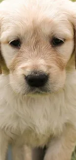 Adorable Golden Retriever puppy close-up on grass.