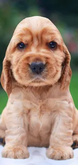 Adorable Cocker Spaniel puppy on a vibrant green background.