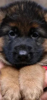 Cute German Shepherd puppy with a red collar.