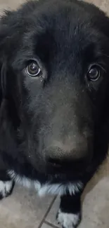 Adorable black puppy with fluffy fur and expressive eyes looking upwards.