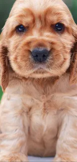 Golden brown puppy with fluffy fur and cute expression, perfect for mobile wallpaper.