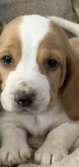 Adorable beagle puppy on cozy blanket