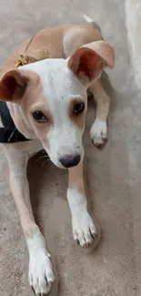 Adorable puppy laying on the floor with attentive eyes.