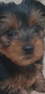 Close-up of an adorable puppy with a brown and black coat, ideal for phone wallpaper.