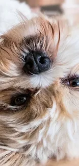 Adorable fluffy puppy lying upside down, close-up view.