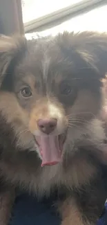 Adorable fluffy puppy with mouth open.