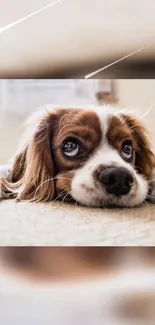 Adorable puppy resting on a carpet, perfect for a mobile wallpaper.