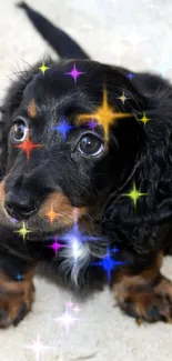 Adorable black puppy with glossy fur sitting on the floor.