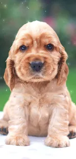 Adorable caramel-colored puppy sitting on a soft surface, perfect for a mobile wallpaper.
