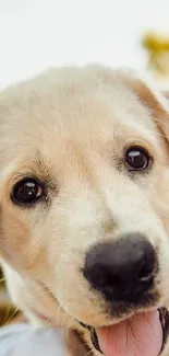 Close-up of a cute golden retriever puppy looking playful.