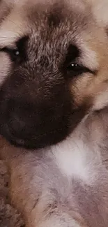 Adorable brown puppy relaxing on a cozy blanket.