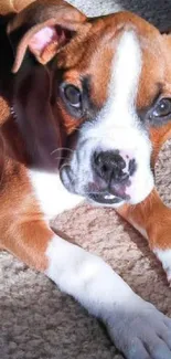 Cute brown and white puppy lying on carpet.