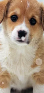 Adorable fluffy puppy with soulful eyes.