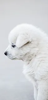 Adorable fluffy white puppy in profile shot on a light gray background.