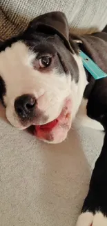 Adorable puppy with blue collar lying down, smiling playfully.