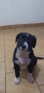 Cute black and white puppy sitting indoors on a tiled floor.