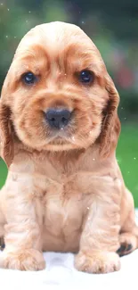 Adorable light brown puppy with soft fur gazing charmingly.