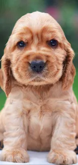 Adorable tan puppy sitting outdoors, looking cute and sweet.