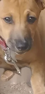 Adorable brown puppy laying down, with soulful eyes, on a phone wallpaper.