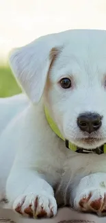 An adorable white puppy with fluffy fur, lying down with curious eyes.