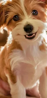 Cute fluffy puppy with a happy expression