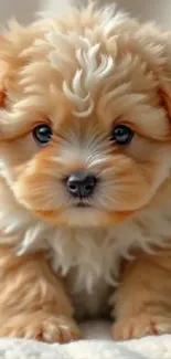 Adorable fluffy puppy with big eyes.