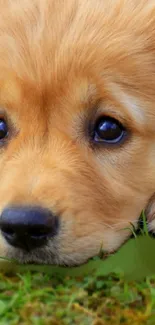 Adorable golden retriever puppy laying on green grass.