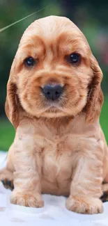 Adorable golden puppy sitting on grass.