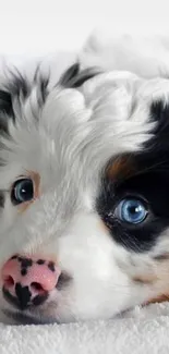 Adorable fluffy puppy with blue eyes lying on a soft white background.