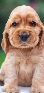 Adorable golden-brown cocker spaniel puppy on a mobile wallpaper.