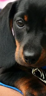 Cute dachshund puppy on a colorful background.