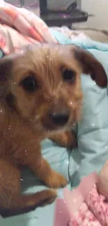 Adorable brown puppy resting on a cozy teal bed.