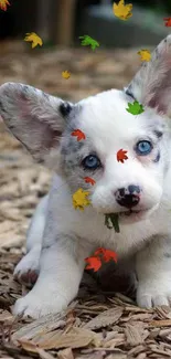 Cute puppy with blue eyes and fluffy ears on woodchip background.