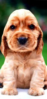 Adorable golden brown puppy sitting outdoors with green blurred background.