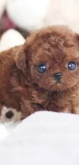 Adorable brown puppy on cozy background.