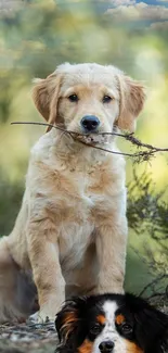 Adorable golden retriever puppy holding stick in nature.