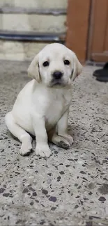 Adorable puppy sitting on a concrete floor looking up.