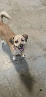 Adorable puppy standing on a concrete floor with a happy expression.