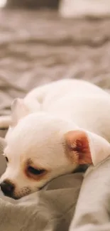 Adorable puppy resting on a soft, beige blanket, capturing warmth and serenity.