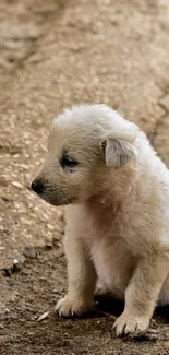 Adorable fluffy puppy sitting on a dirt path looking sideways.