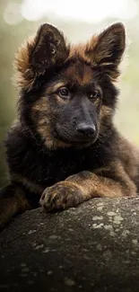 Adorable puppy resting on a forest rock with soft background.