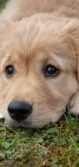 Adorable golden retriever puppy lying on green grass.