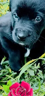 Adorable black puppy sitting on green grass with a red rose.