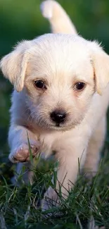 Adorable puppy running on lush green grass.