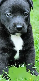 Adorable black puppy sitting on green grass.