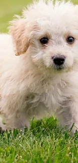 Fluffy white puppy standing in green grass.