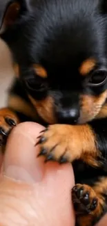 Black and tan puppy gently held in a person's hand.