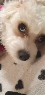 Adorable puppy resting on heart-patterned blanket.