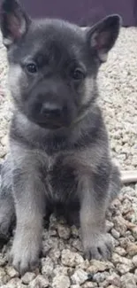 Cute puppy sitting on grey pebbles, looking into the camera.